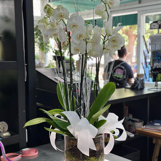 Whithe Orchids
