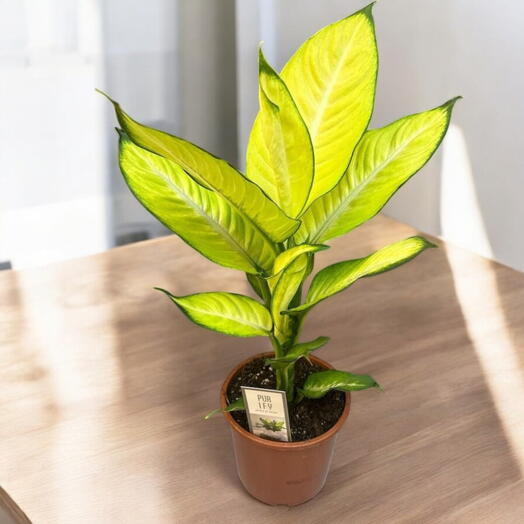 Dieffenbachia: Elegancia Tropical para tu Hogar