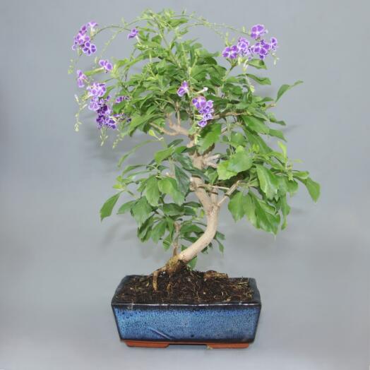 Bonsai Durantha Repens 9 anos