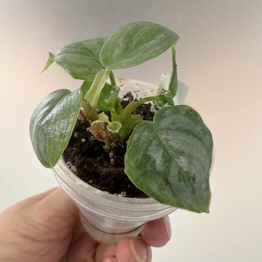 Филодендрон Содирой