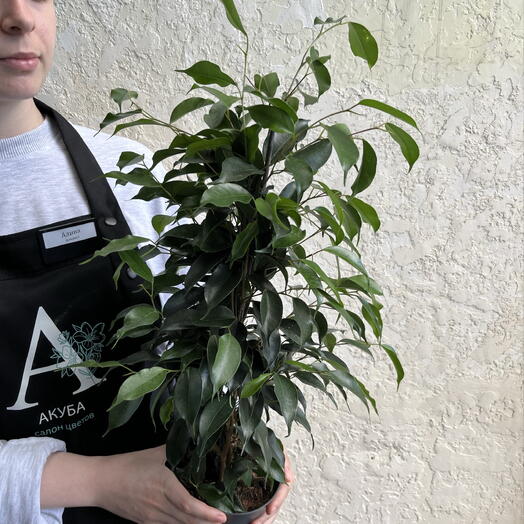 Салон цветов АКУБА