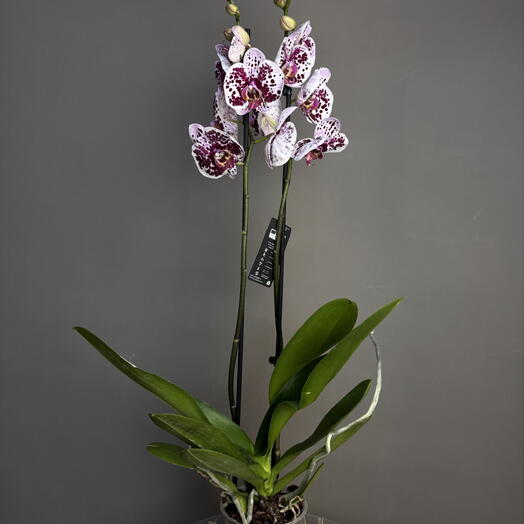 MisunFlora