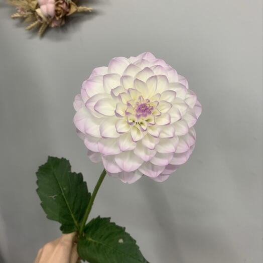 Moment flower 🌼 