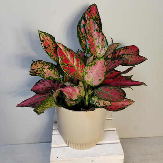 Florastation