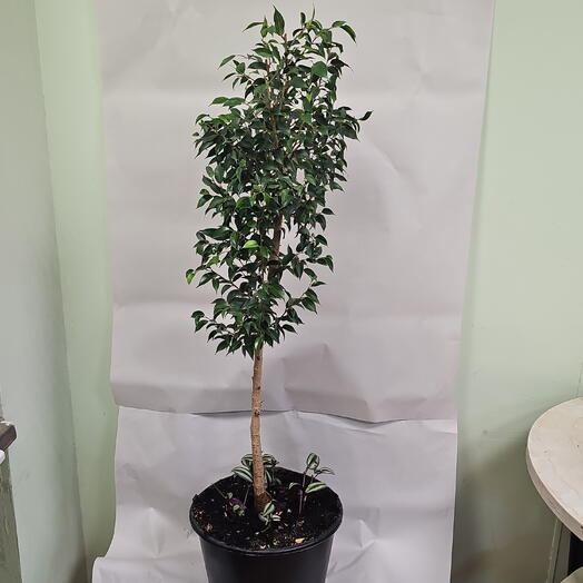 Petale Flowers