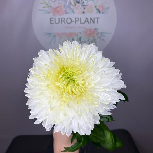 Euro-plant