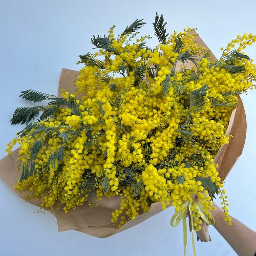 Mimosa