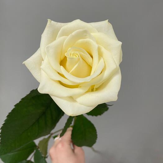 Rosa Magadi