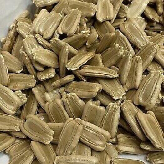 Asian, Bangladeshi BOTTLE GOURD Seeds - Dhoodi, Lauki, Pani Kodu - 10 Seeds (UK Seller)