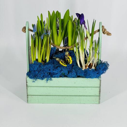Пасха Цветы первоцветы мускари крокусы гиацинты в деревянном кашпо