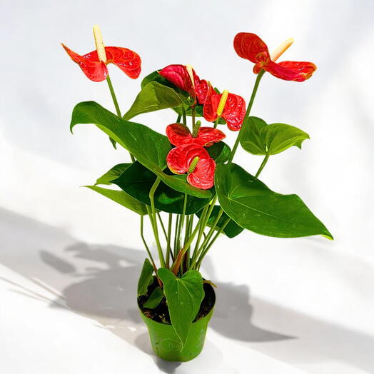 ANTHURIUM Indoor plant