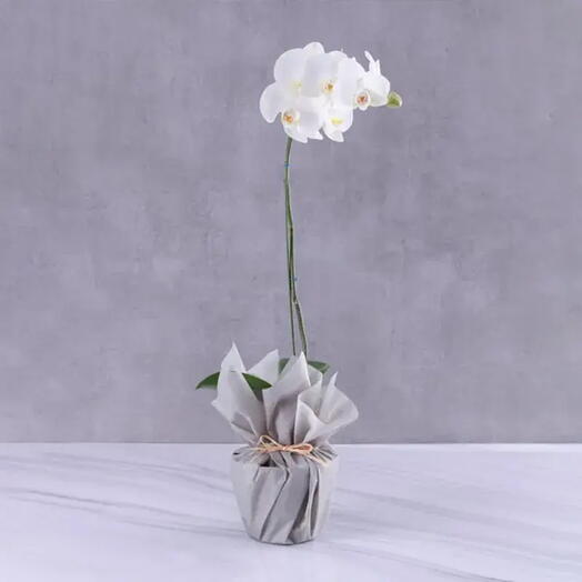 White Orchid Elegance: Grey-Wrapped Plant Delight | Phalaenopsis Orchid Plant