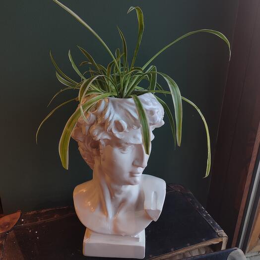 Хлорофитум в бюсте