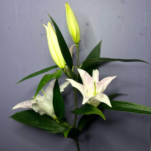 Лилия бело- розовая