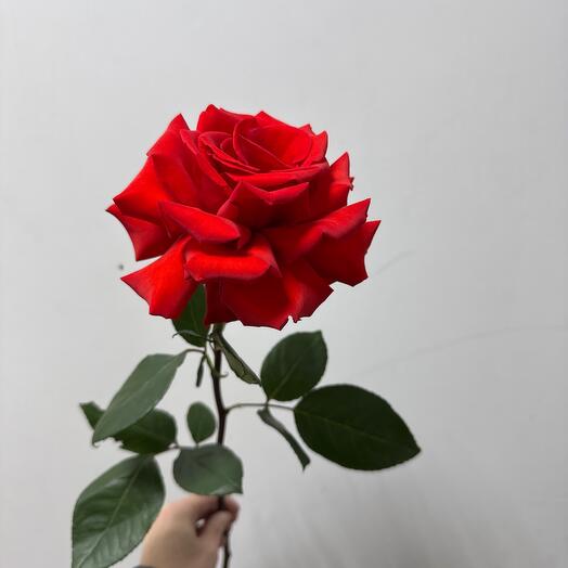 rosa