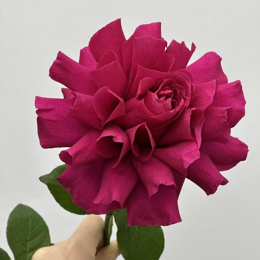 Роза французская