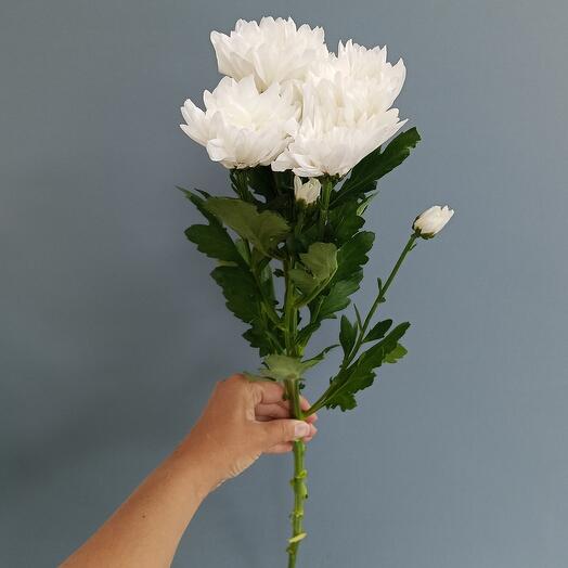 EviFlora