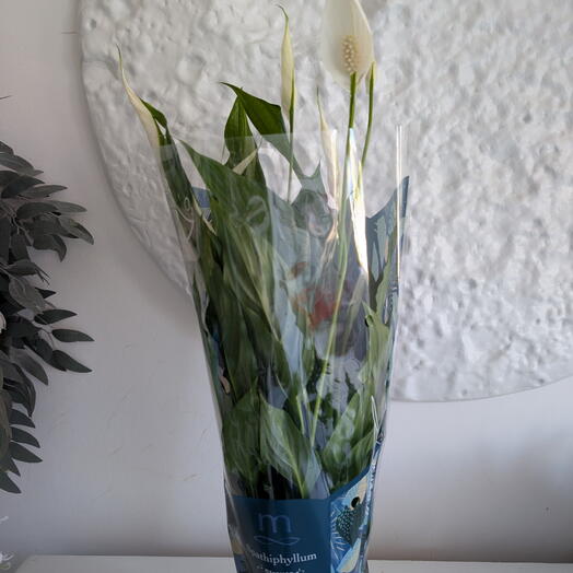 ROZEN