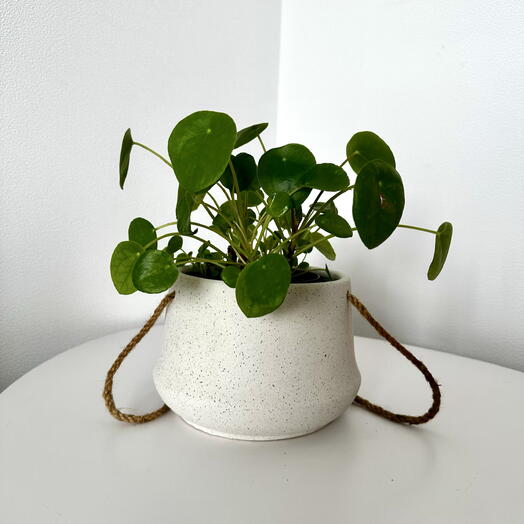Pilea 