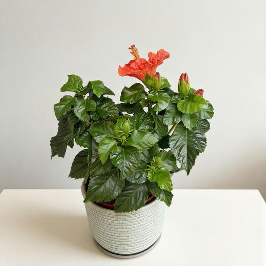 SUNFLOR