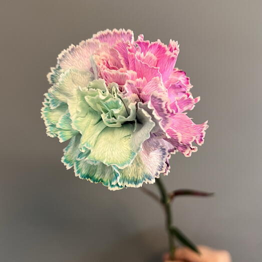 Nadi_flower