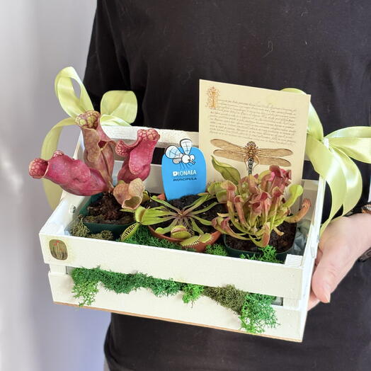 Plan Plants