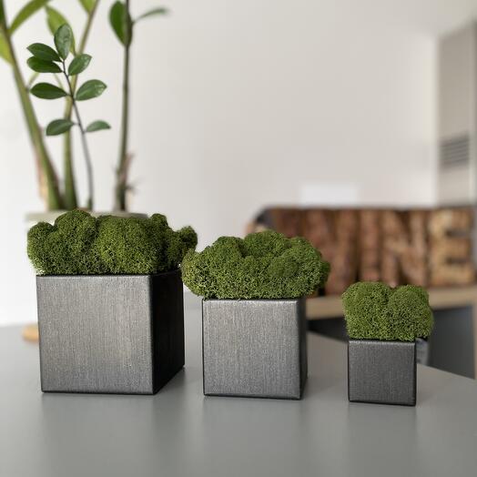 Juego de 3 cubos con musgo 5x5 cm, 8x8 cm, 10x10 cm, Grafito