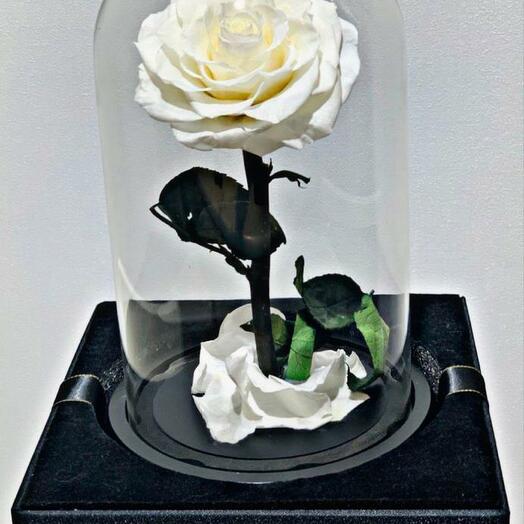 White preserved rose