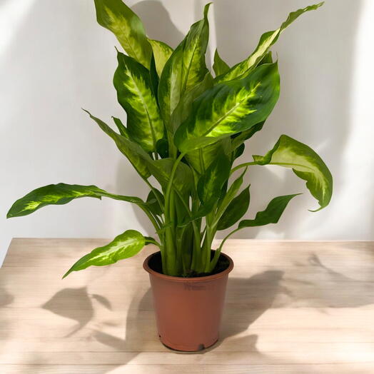 Dieffenbachia