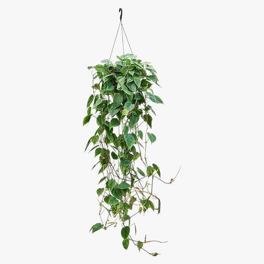 Philodendron Scandens – Hanging