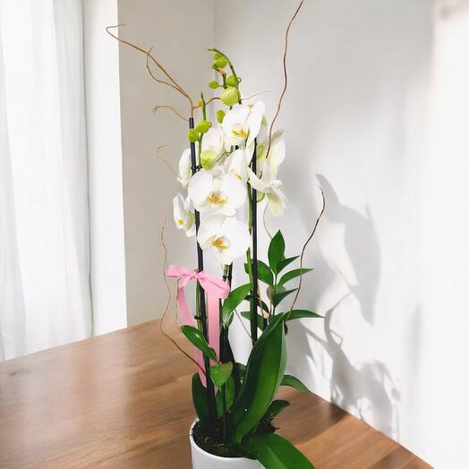 White orchids