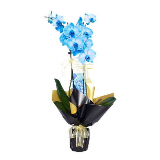 Siyah Jelatinde Jumbo Çift Dallı Mavi Orkide Blue Orchid Bitkisi