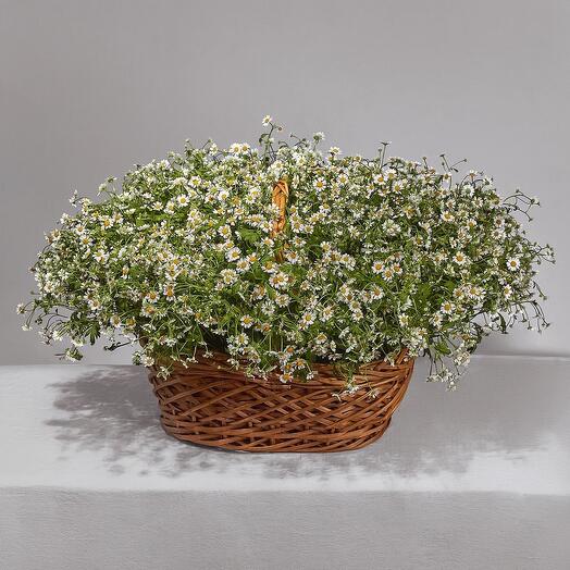 Корзина с ромашкой