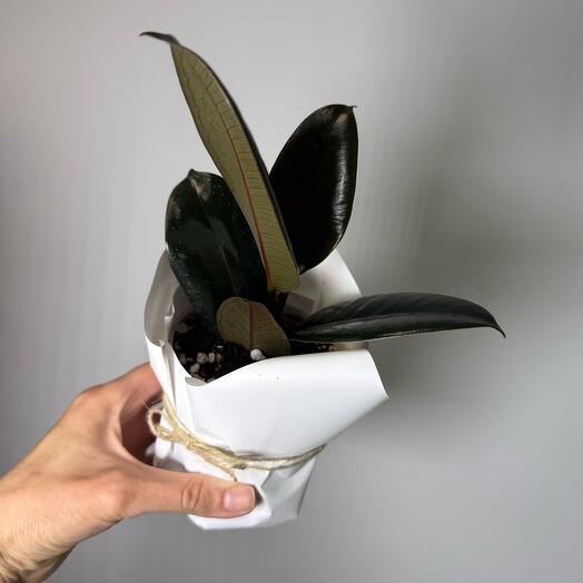 Фикус Робуста