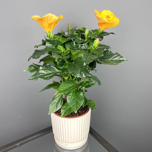 Гибискус желтый в белом керамическом горшке, высота 40см