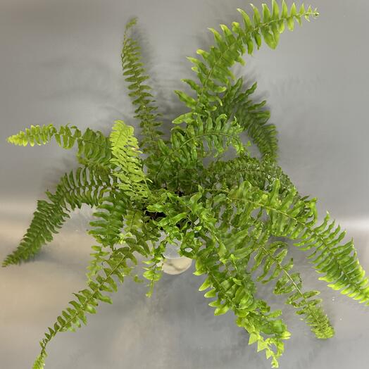 Нефролепис Бостон (папоротник)