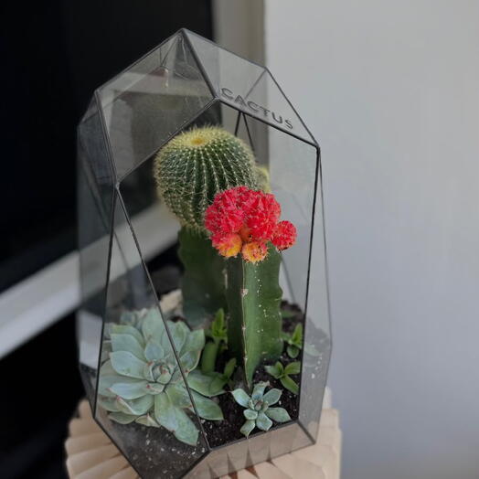 Cactus flowers
