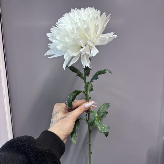 Каталея