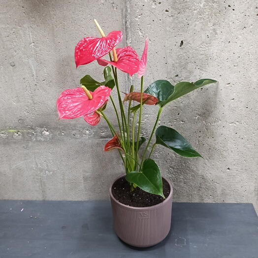 Florastation