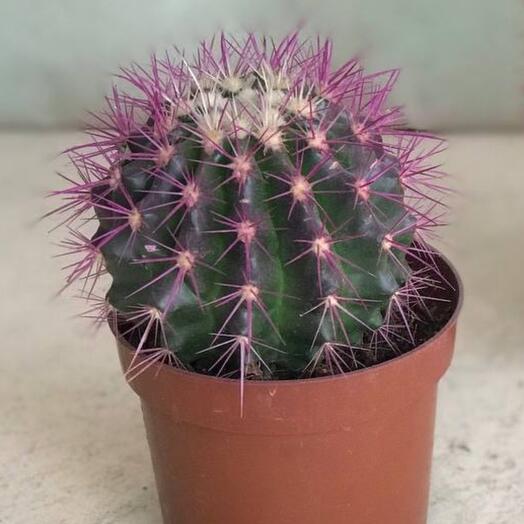 Echinocactus