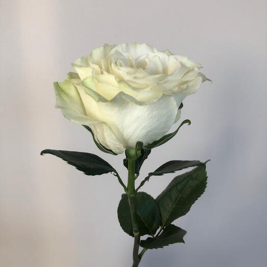 MFlowers Sochi