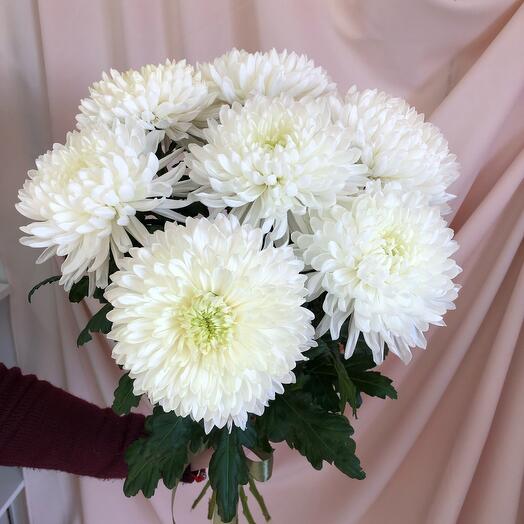 Chrysanthemum large flower Magnum variety - 7 pcs