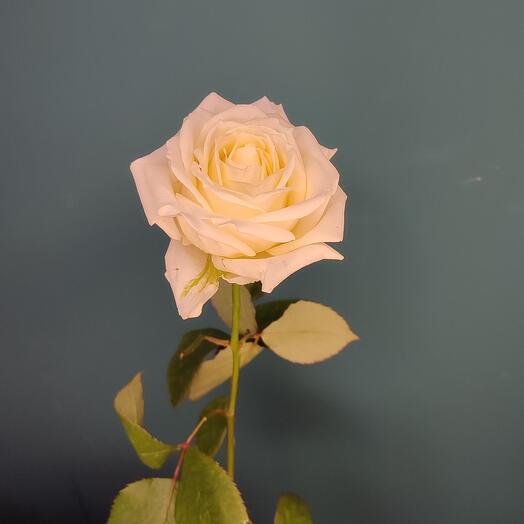 White Rose