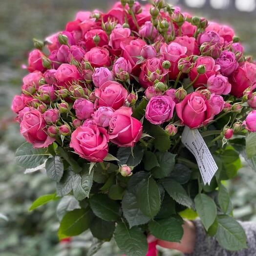 Rosa