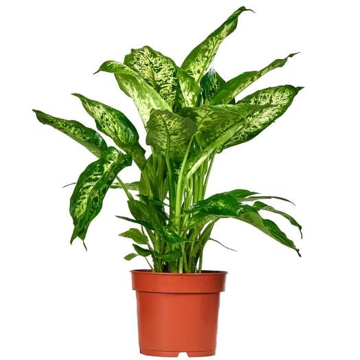 Dieffenbachia