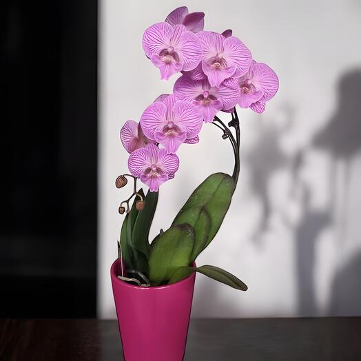 Orchidee violette roses