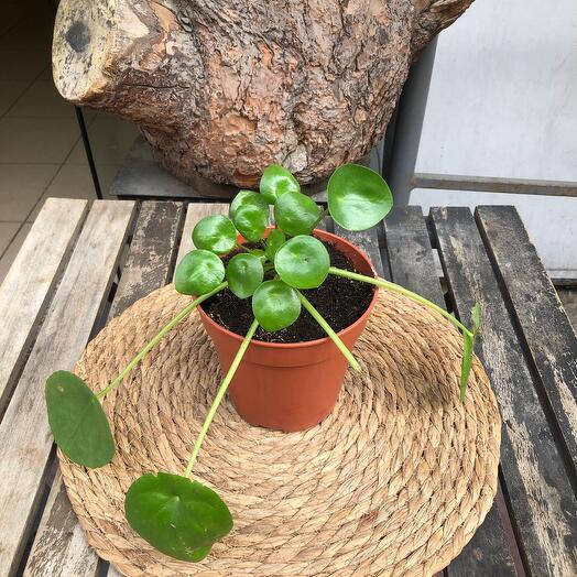 Pilea