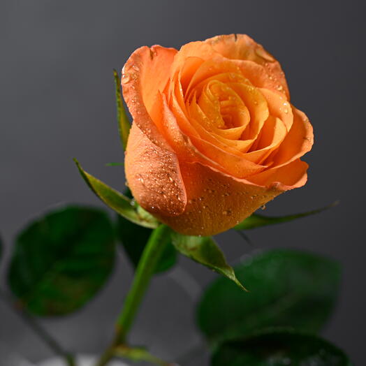 Orange Rose