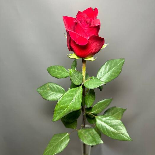 Red Rose Ecuador 60 cm Explorer variety
