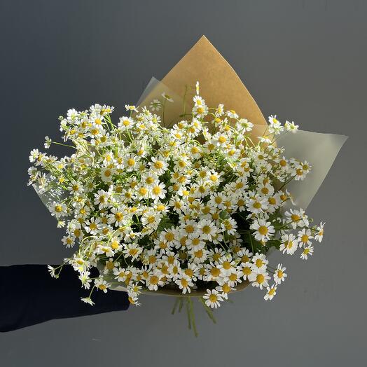 Bouquet of daisies (matricaria)